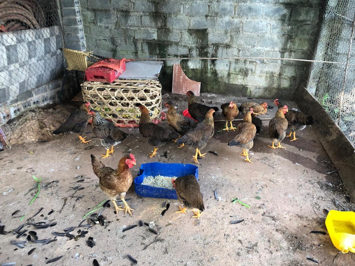 Son Thuy Homestay Ha Giang Exterior photo